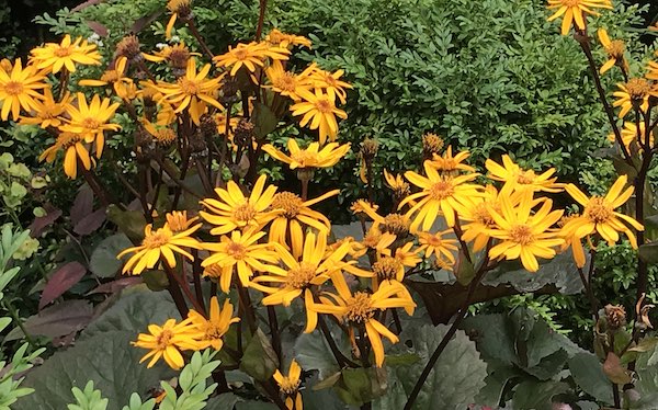 An Artful Gardener - An Artful Blog - Ligularia dentata Desdemona flowering in the garden landscape