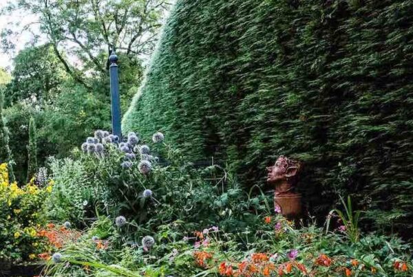 An Artful Gardener - An Artful Blog - Hedges side garden patio landscape