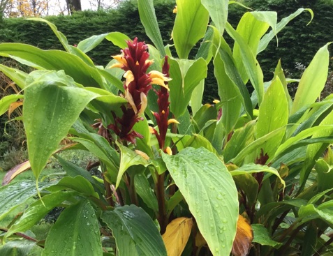 An Artful Gardener - An Artful Blog - Last of the Summer Colour - Ginger Plants